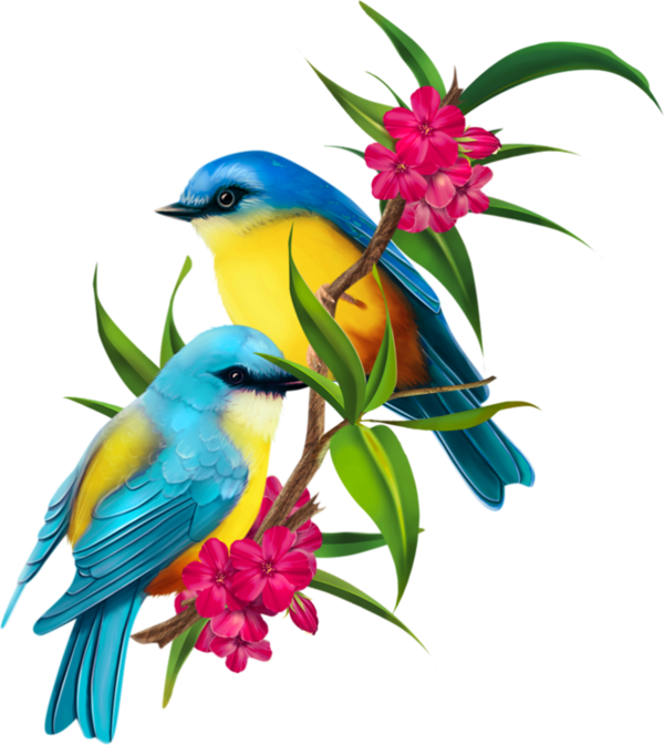Oiseaux Tantra que sa quo