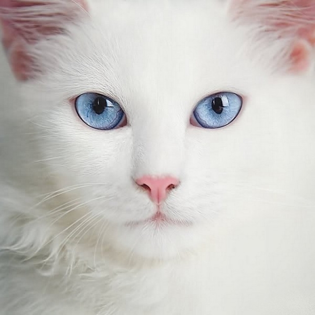 chat blanc